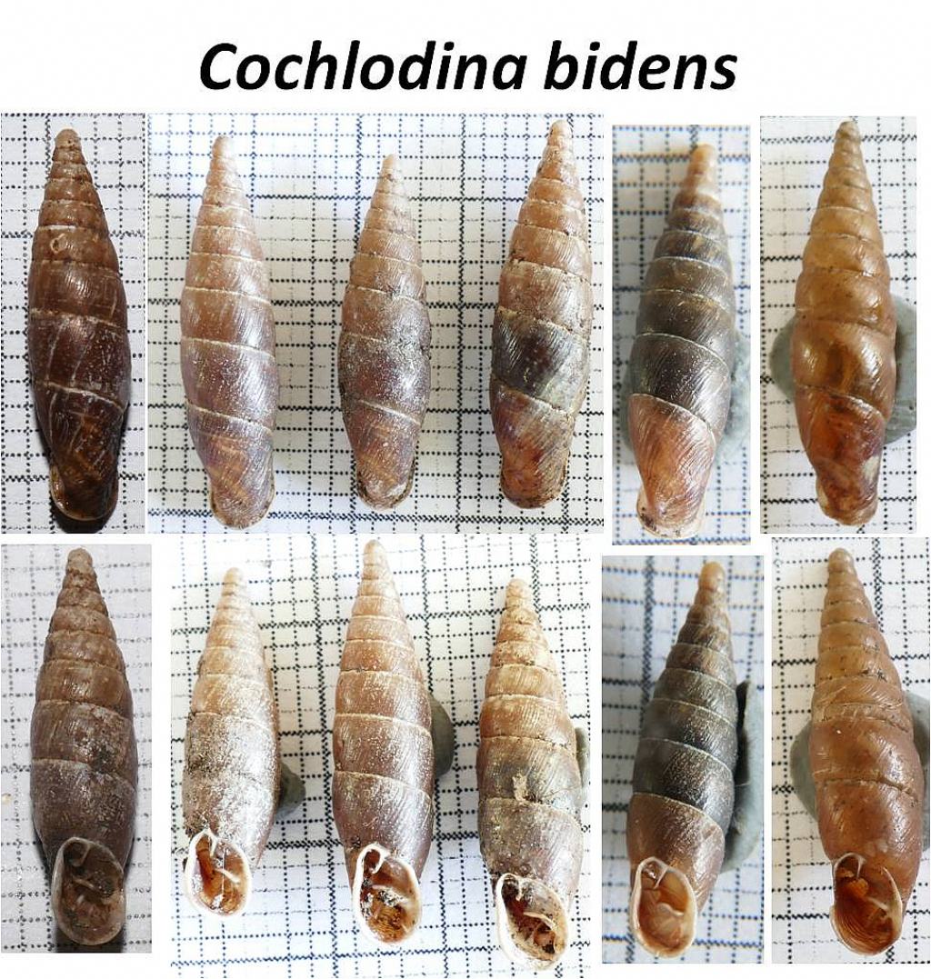 Cochlodina bidens - Siciliaria piceata